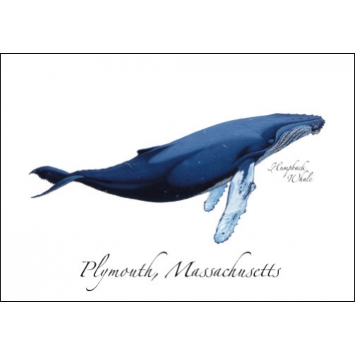 Humpback Wh 2