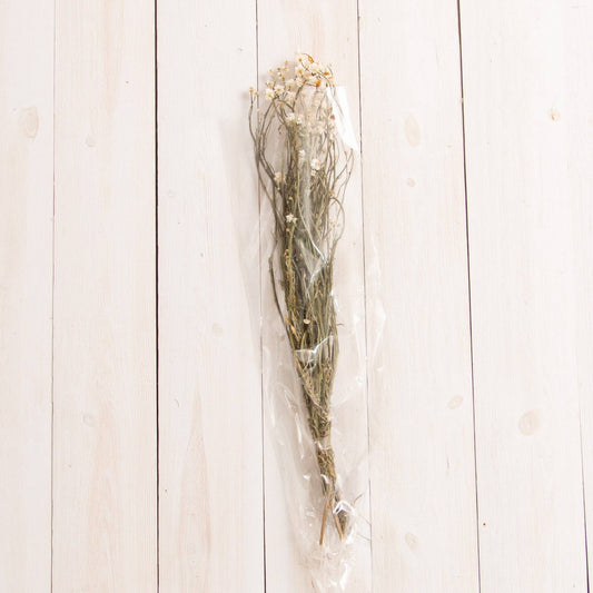 Dried Ammobium Bundle (PC)