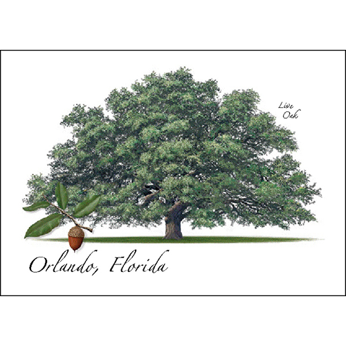 Live Oak Everyday Greeting Card, Recycled Material