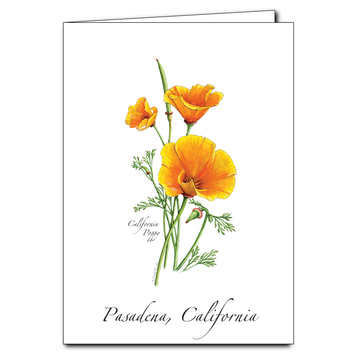 California Poppy