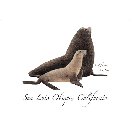 California Sea Lion