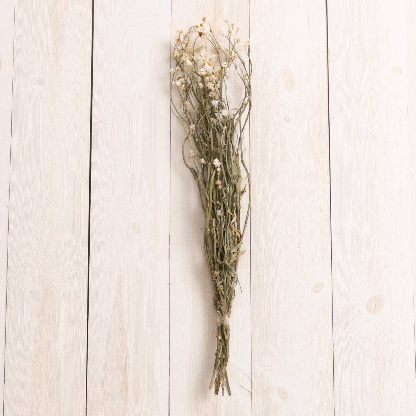 Dried Ammobium Bundle (PC)