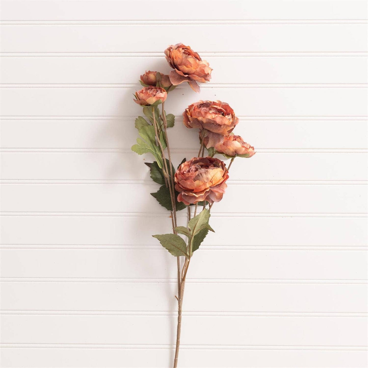 Pick - Ranunculus Rust (Pk/12)