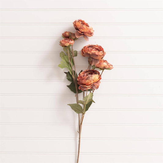 Pick - Ranunculus Rust (Pk/12)