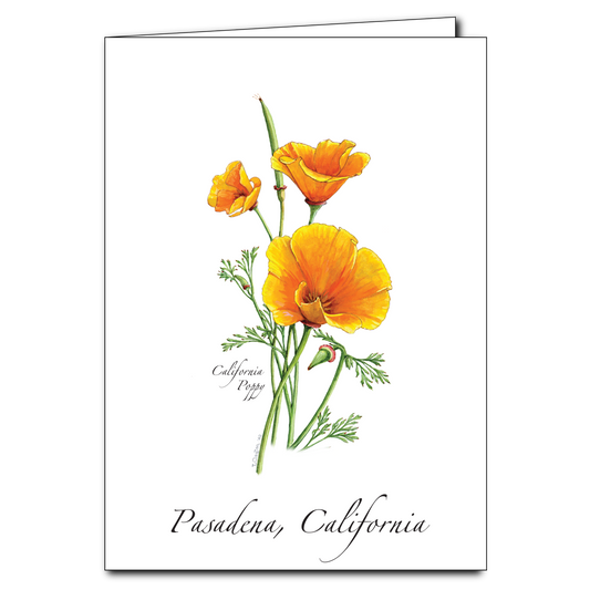 California Poppy